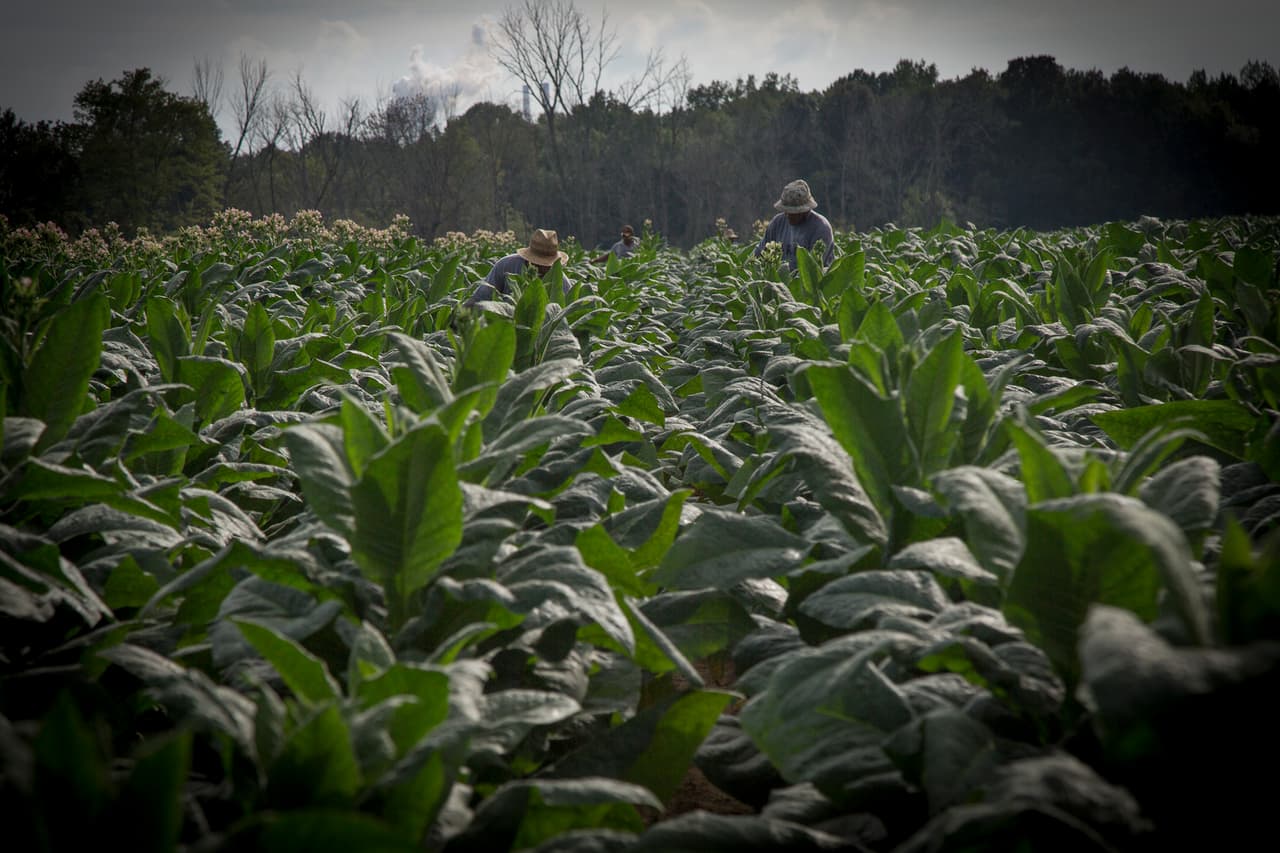 El campo está ubicado en una zona remota de Tennessee. Es propiedad de Barnett Farms. (Nacho Corbella/Univision Noticias)
