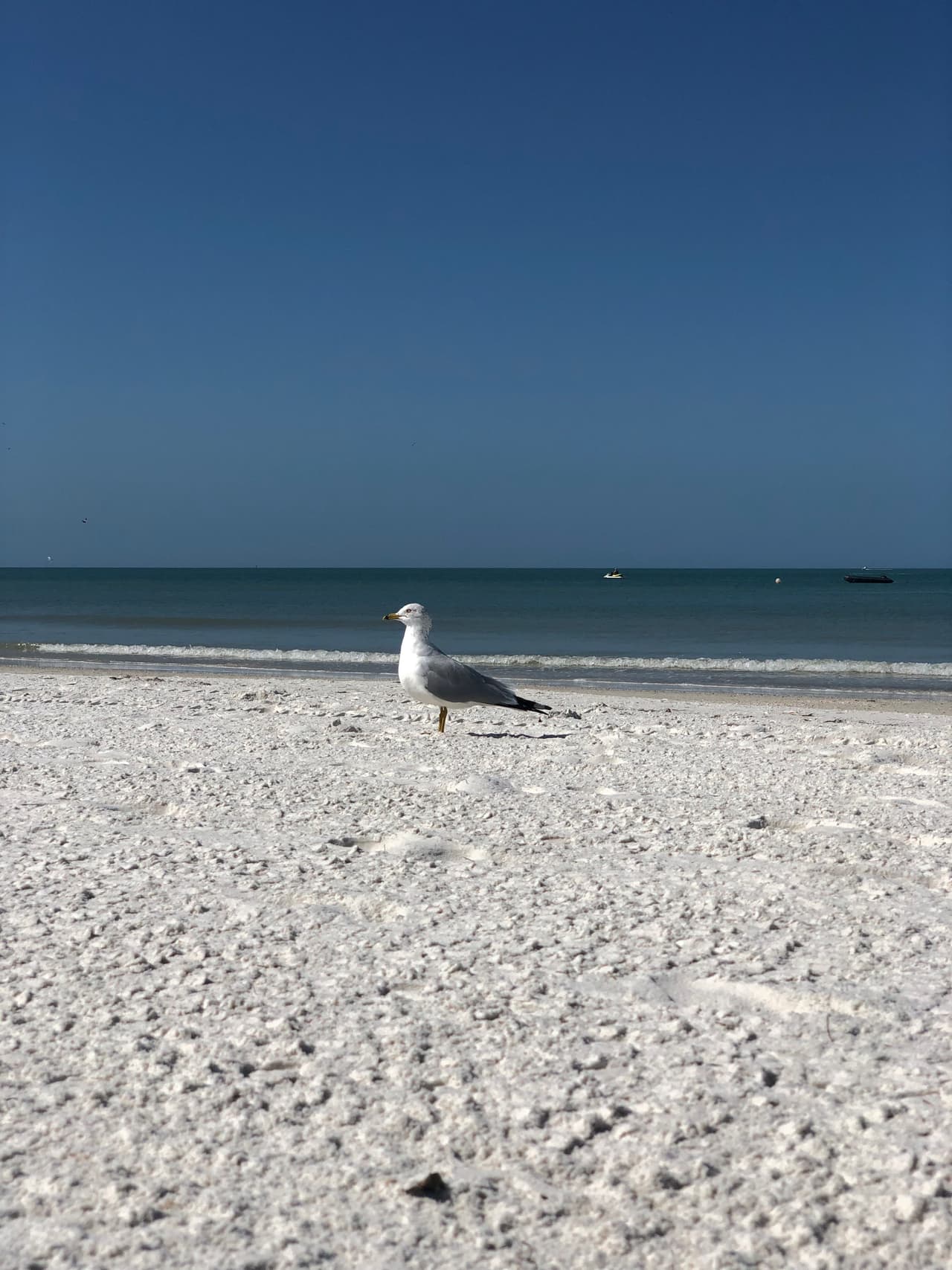 Sin duda alguna las distintas clases de aves como gaviotas, pelícanos permiten disfrutar de la estancia en la playa.