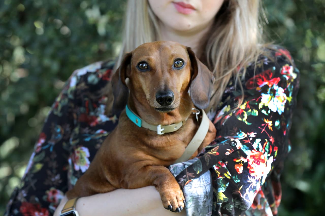 Te en cuenta que ante temperaturas extremas en el organismo de tu perro se produce una disminución de azúcar y sales, que puede manifestarse mediante la presencia de temblores, debilidad muscular y falta de equilibrio.