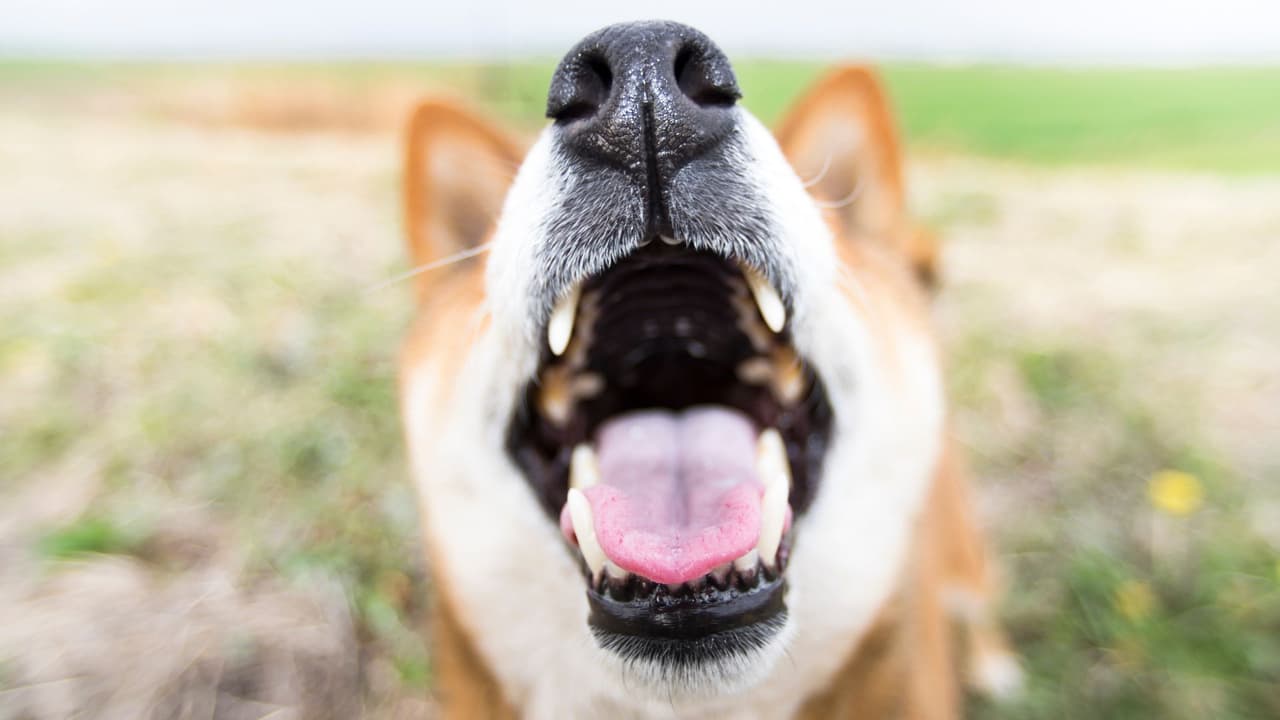 <h3 class="cms-H3-H3">Qué puede hacer el vecino</h3> Si es seguro hacerlo, el primer paso
<b> puede ser hablar con el dueño. </b>
<br>Muchas personas no saben que
<b> su perro ladra cuando se queda solo. </b>
<br>👉🏻 Si el problema continúa, conviene documentar:
<b> fecha, hora, duración, dirección aproximada y, si la ciudad lo pide o lo permite, video. </b>
<br>También es útil revisar si hay
<b>reglas del contrato de renta o normas del complejo de apartamentos. </b>
<br>A veces, el problema
<b>se puede resolver antes de llegar a una multa.</b>