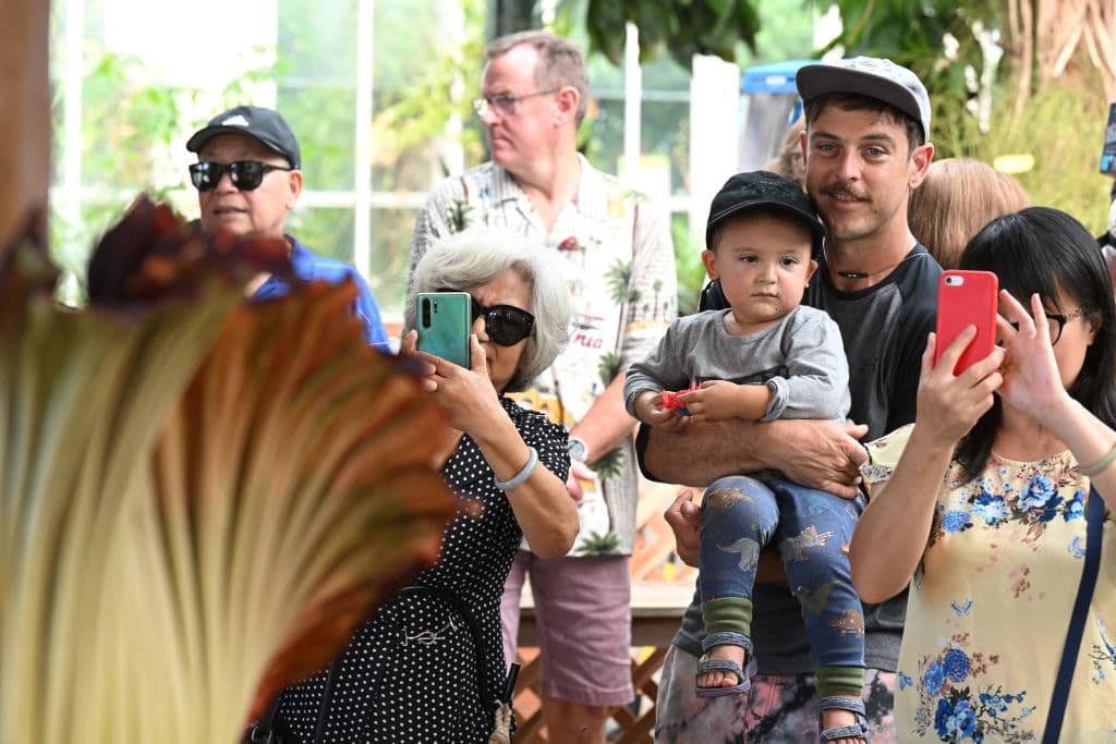 Los adultos sabían que estaban ante un acontecimiento único, pues en algunos casos, la flor cadáver puede tardar entre tres y hasta siete años en florecer.