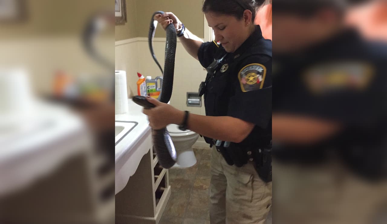 Esta culebra salió de un inodoro en el sur de Texas