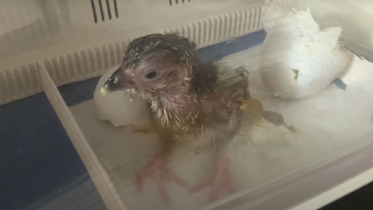 Esta especie es nativa de Colombia y se cree que quedan entre 1,000 y 2,500 en estado salvaje.