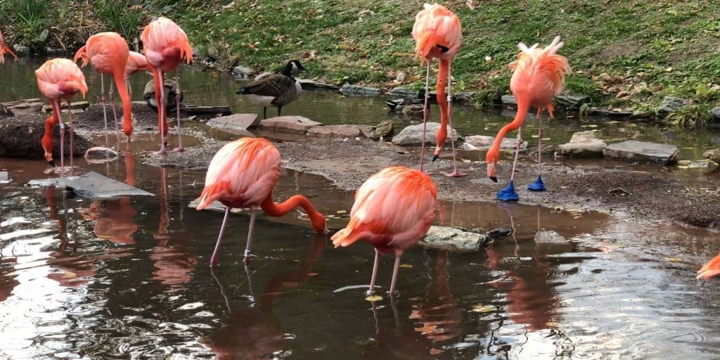 Altura y anatomía | Los flamencos son
<b>aves muy altas</b>, con una altura que oscila entre los 1,20 y los 1,45 metros. Por lo general, los mechos son más altos que las hembras.
<br>
