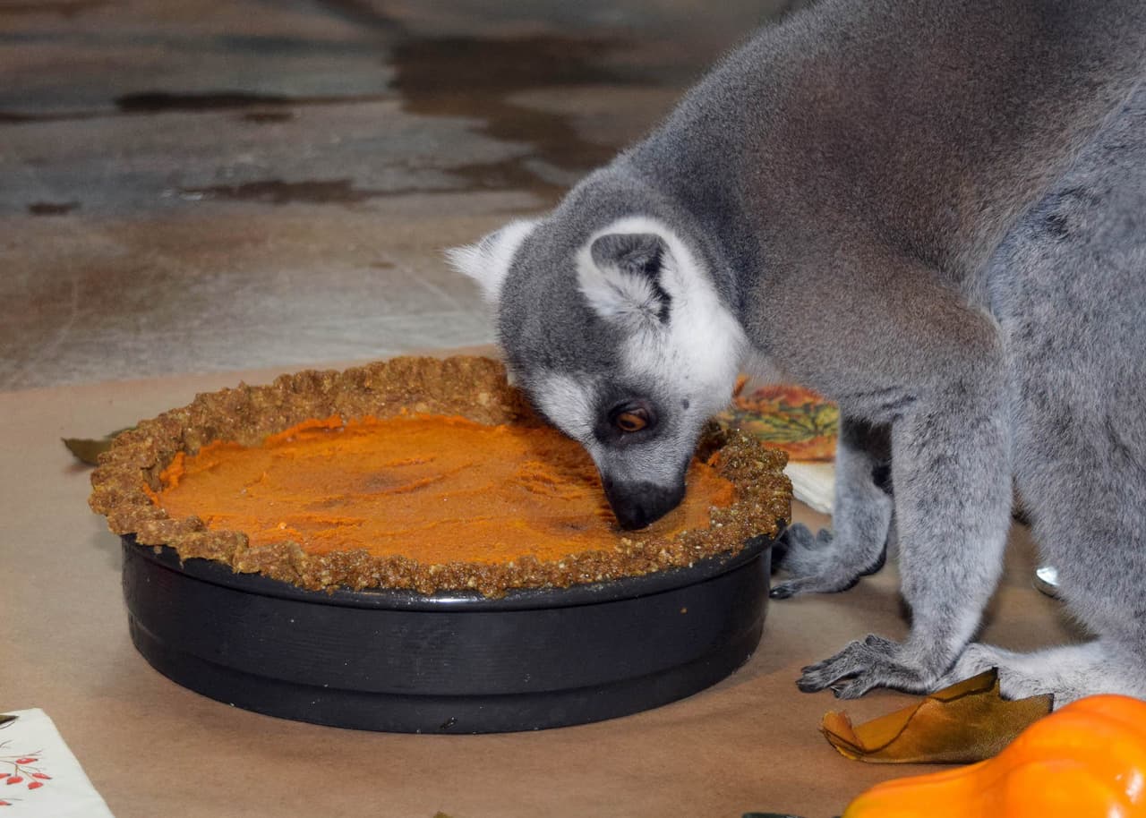 El lémur, Moses, disfruta de un pastel de calabaza y camote con higos. La corteza estaba hecha de una galleta de primates, cereal de arroz y miel.