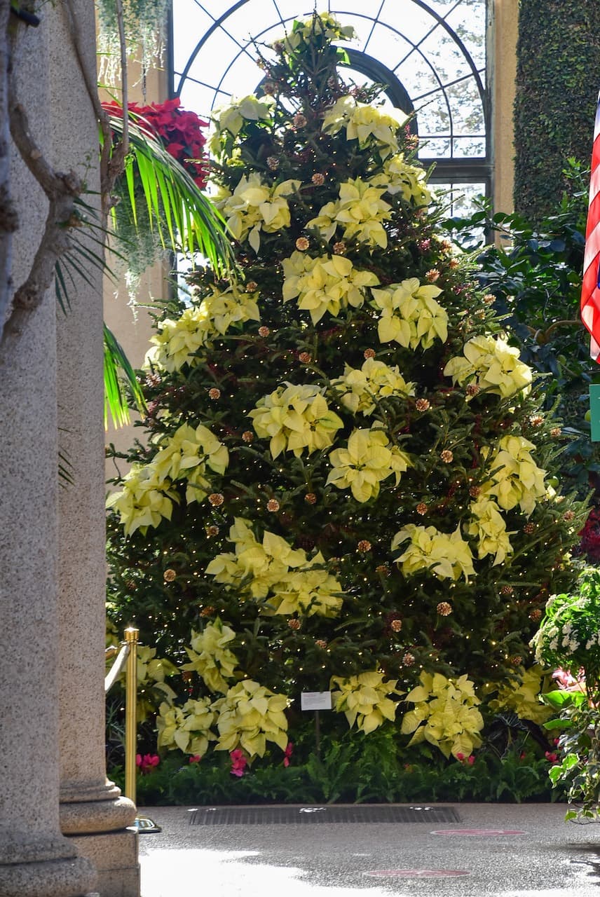 Uno de los hermosos árboles naturales decorado con cientos de pascuas.
