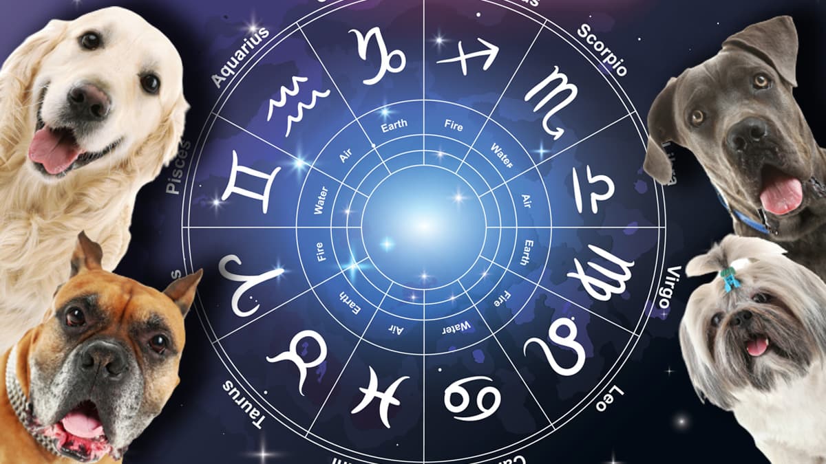 Qué raza de perro es la ideal para ti de acuerdo a tu signo zodiacal