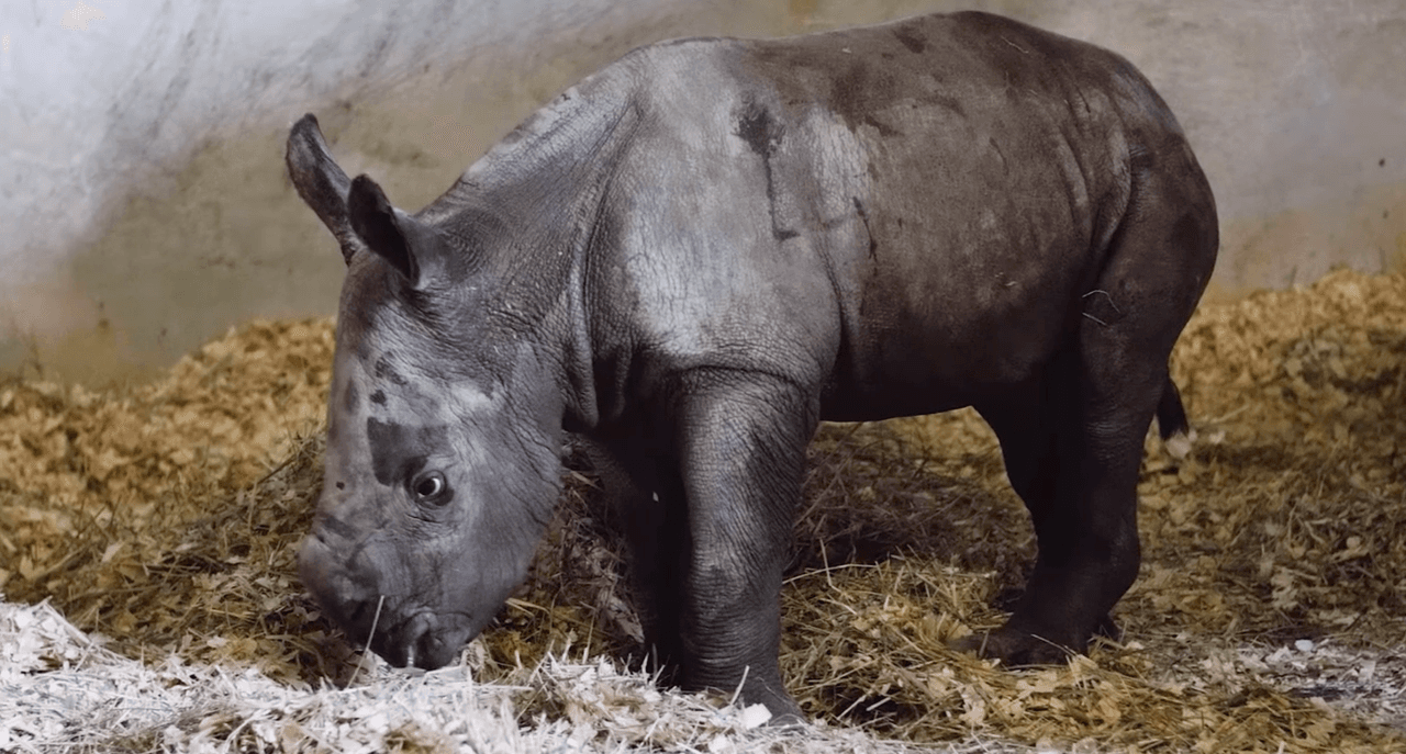 Precisaron que trabajan en conjunto con organizaciones para prevenir la "caza indiscriminada" de rinocerontes