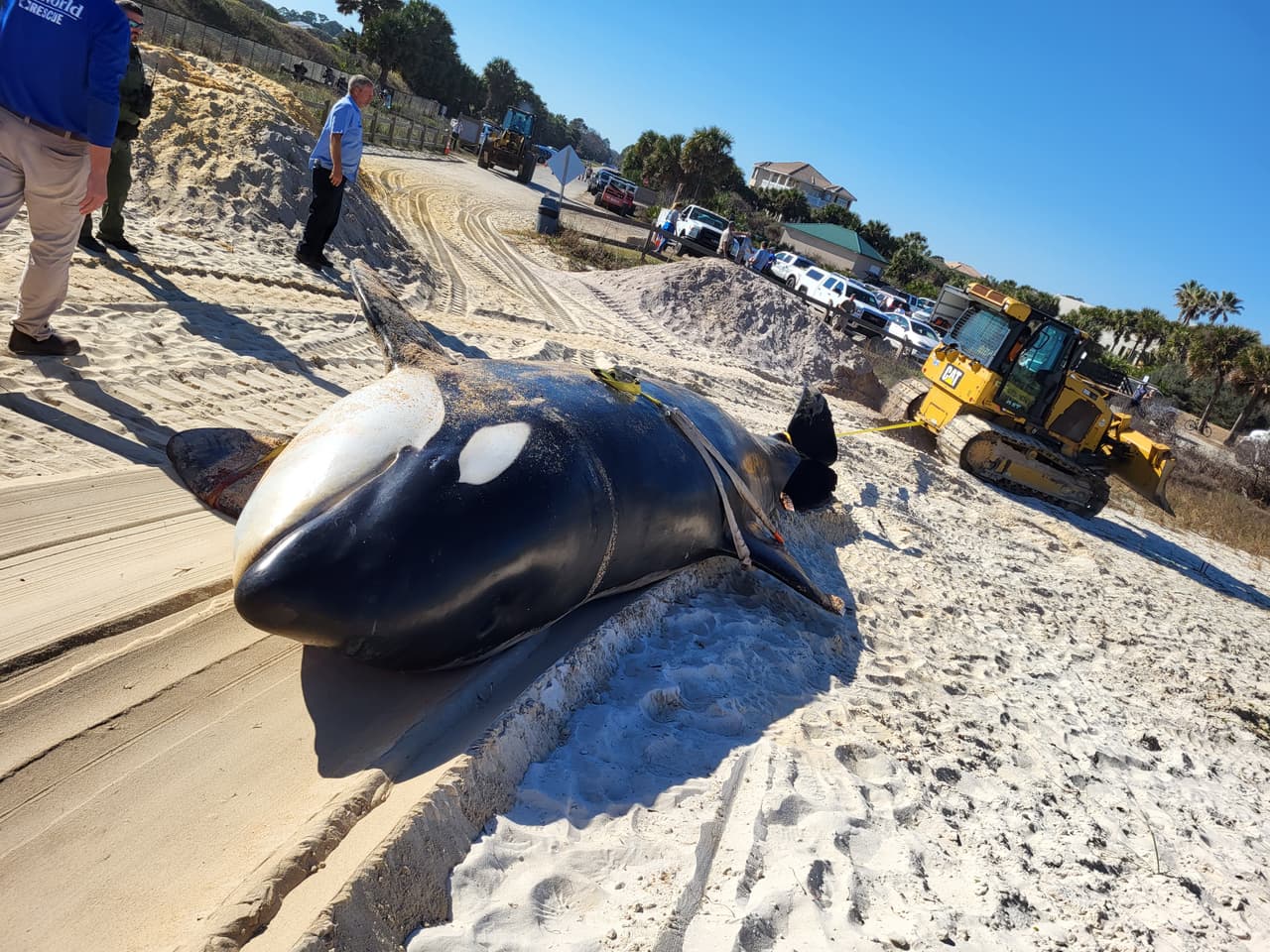 La ballena asesina de más de 7,000 libras de peso y 21 pies de largo fue localizada la mañana del 11 de enero al sur de Jungle Hut Park en Palm Coast, de acuerdo con informes iniciales del Alguacil del condado Flagler. La Administración Nacional Oceánica y Atmosférica señaló a través de un comunicado que la ballena era una hembra de edad adulta y que no tenía algún indicio de interacción con humanos o golpes, además se detectaron algunos "signos de enfermedades". Los detalles de la causa de la muerte de la ballena asesina que apareció en la costa de Florida serán dados a conocer una vez que se concluya la necropsia y los estudios de laboratorios correspondientes.