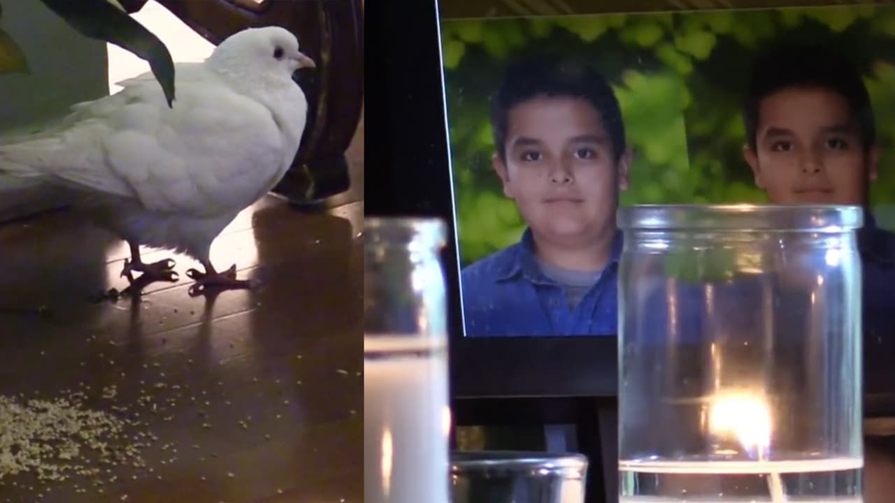“Una paloma trajo un mensaje de nuestro hijo”: padres de menor que murió atropellado explican el “aviso divino”