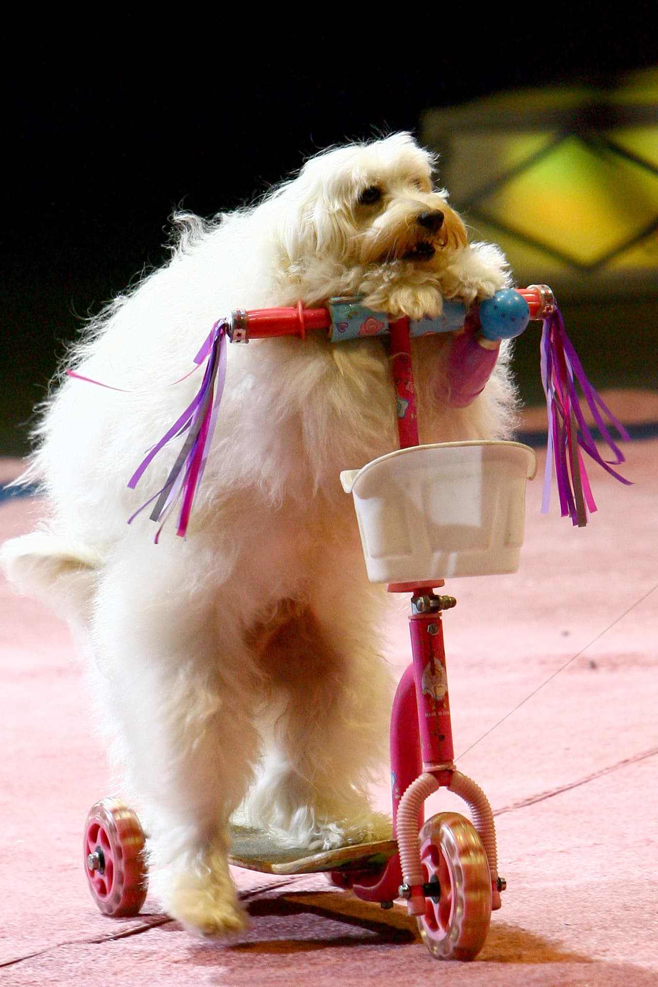 La organización PETA tiene como objetivo velar por los derechos de los animales. Tiene su sede en EEUU y cuenta con más de 3 millones de miembros. Es el mayor grupo de derecho de animales en el mundo.