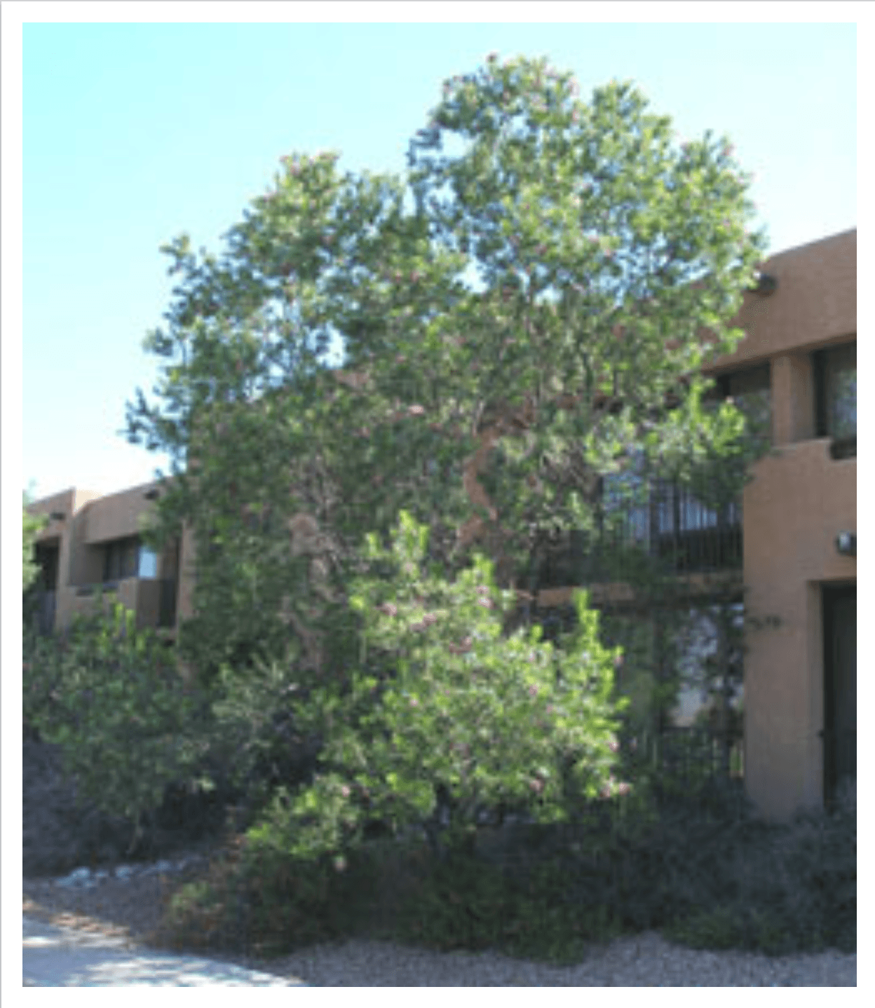 Desert Willow : Este árbol tiene hojas largas y estrechas de color verde.
<br>
