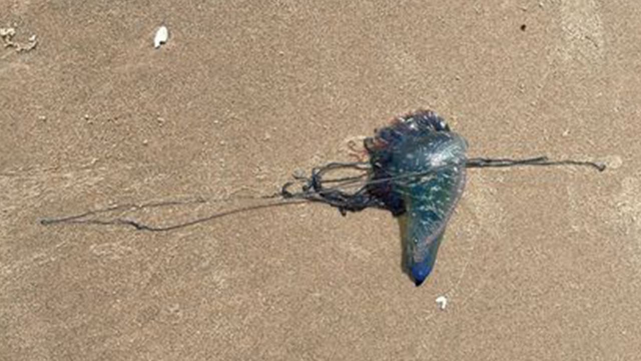 Bessy Medina- "Lo encontré en la playa de Freeport".