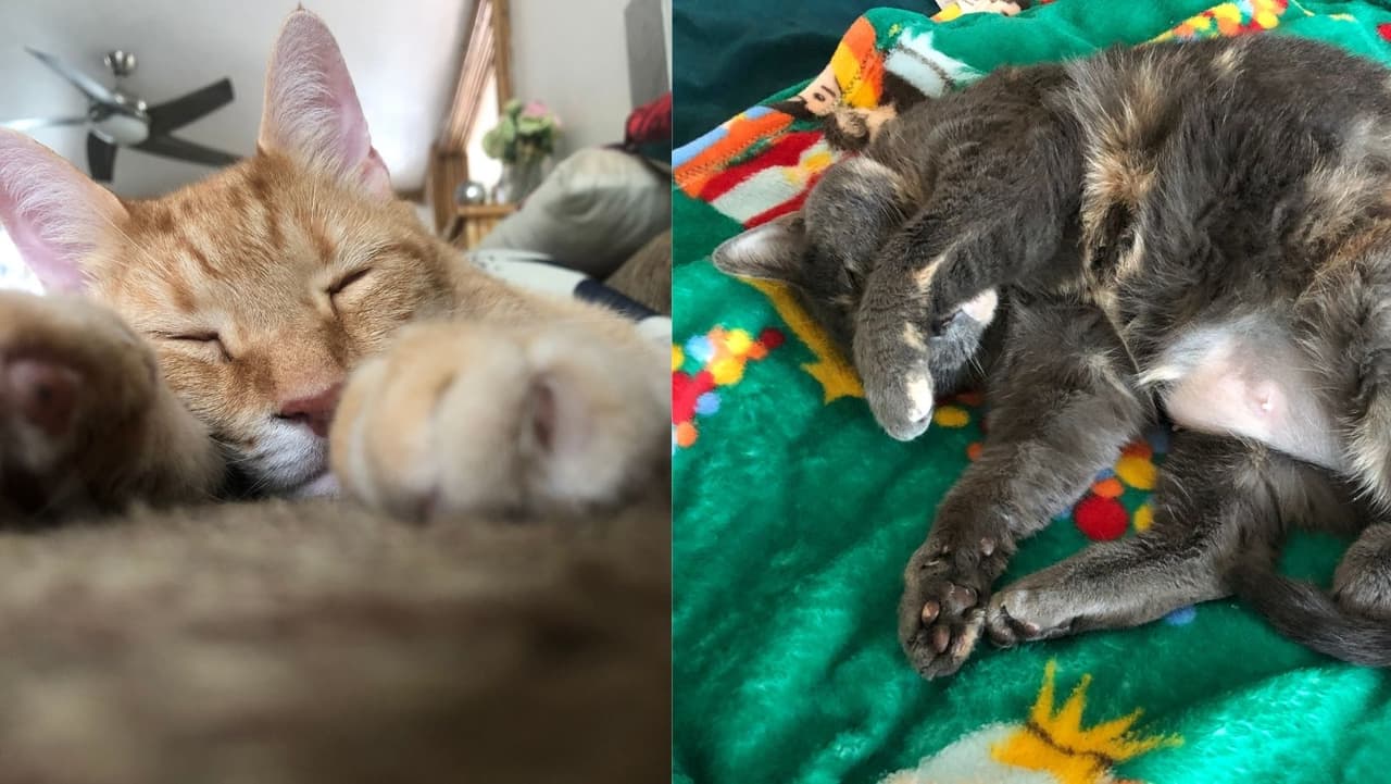 <b>Son muy dormilones: </b>No te asustes y tampoco te sorprendas. ¡Un gato puede llegar a dormir
<b>hasta 18 horas diarias</b>! Se trata de animales a los que les encanta enroscarse en cualquier lugar cómodo (también incomodos), para reposar.