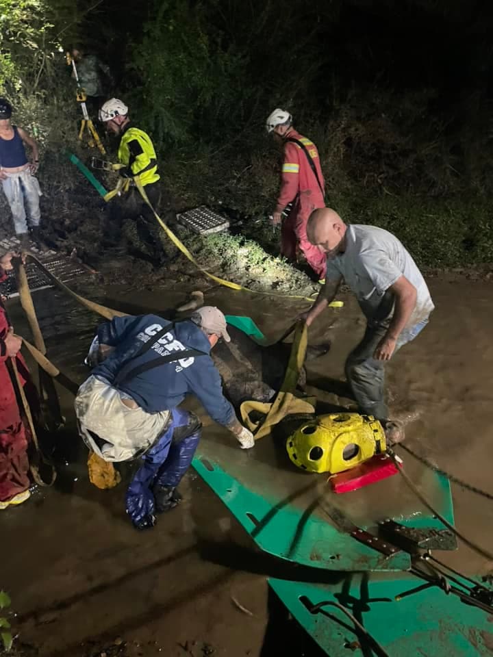 Sus dueños la descubrieron hundiéndose en el lecho de un arroyo pantanoso, por lo que llamaron a los servicios de emergencia.
<br>
<br>