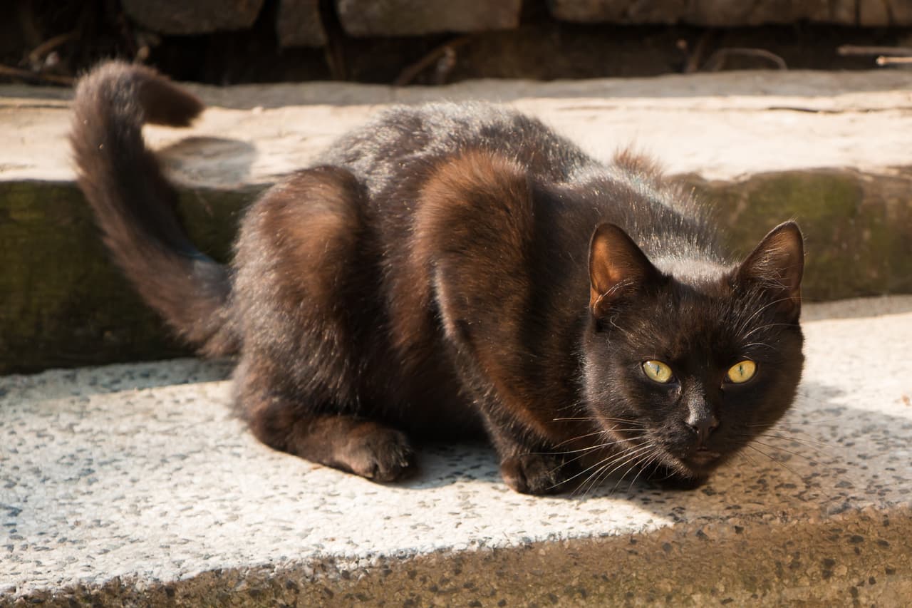 Otros clérigos fomentaban la matanza de estos animales y casi con ello su extinción.