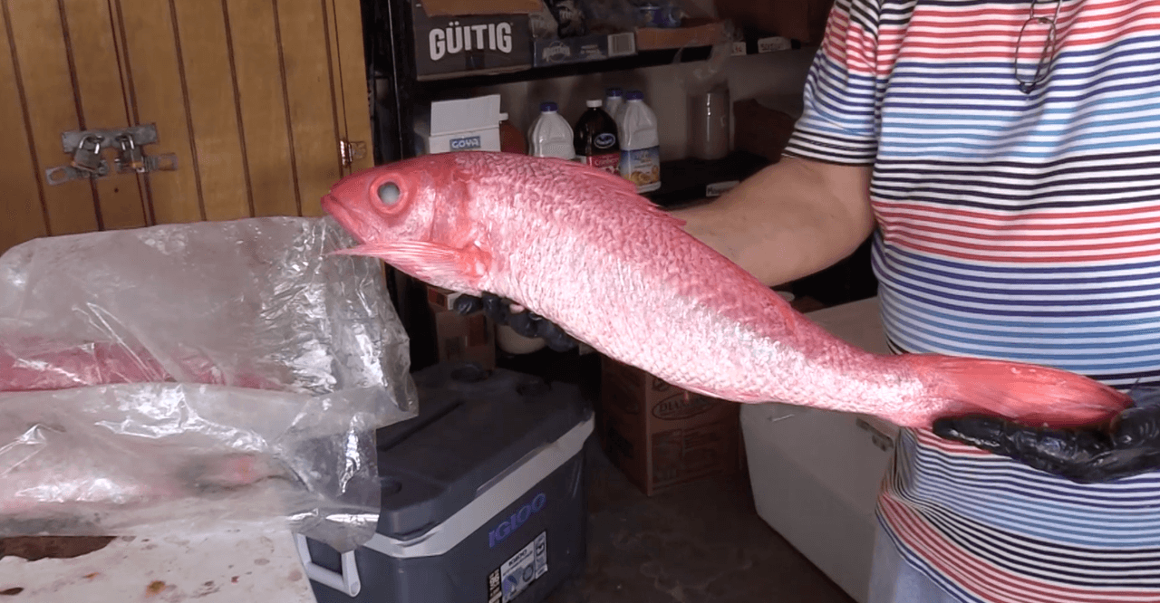 Los pescadores comerciales no podrán salir a pescar durante el fin de semana, según notificó Rafael Machargo Maldonado, secretario de Recursos Naturales y Ambientales.