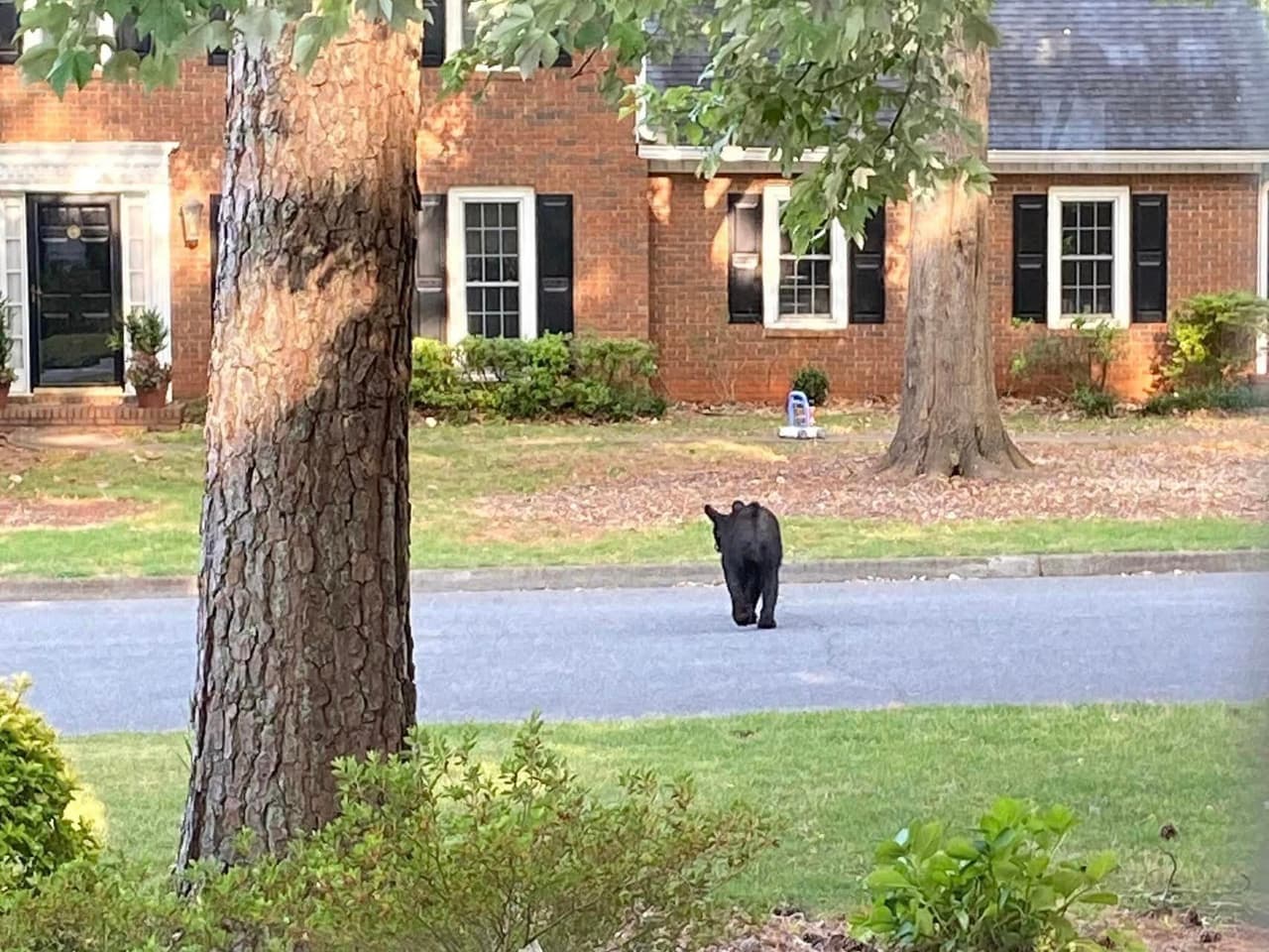 “Es lindo y tiene forma de amigo, pero no es un amigo”: advierten sobre la presencia de osos en Metro Atlanta