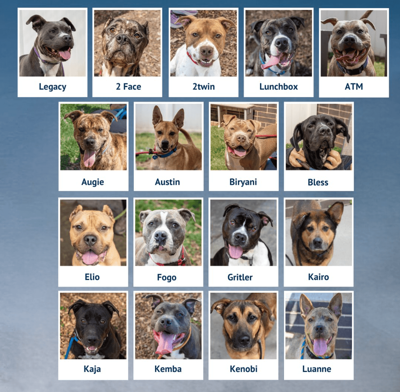 Los refugios de los condados Fulton y Dekalb informaron que
<b>están sobrepoblados y que no tienen espacio para recibir a más perros. </b>
<br>
<br>“Nuestro equipo está listo para
<b>recibir a familias adoptivas y temporales que quieran cuidar de estas mascotas</b>”, dijo el refugio del condado DeKalb.