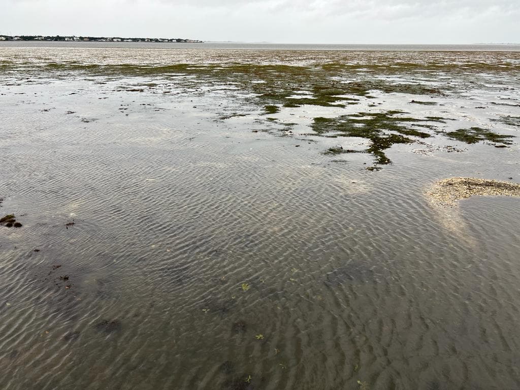 Lo mismo pasó en Bayshore Boulevard en 2017 por el huracán Irma.