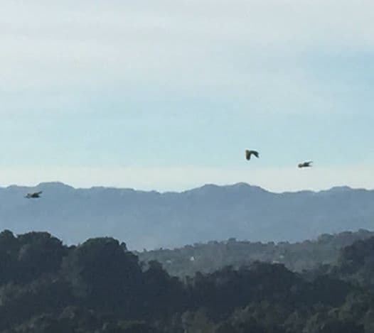 Especie en peligro de extinción