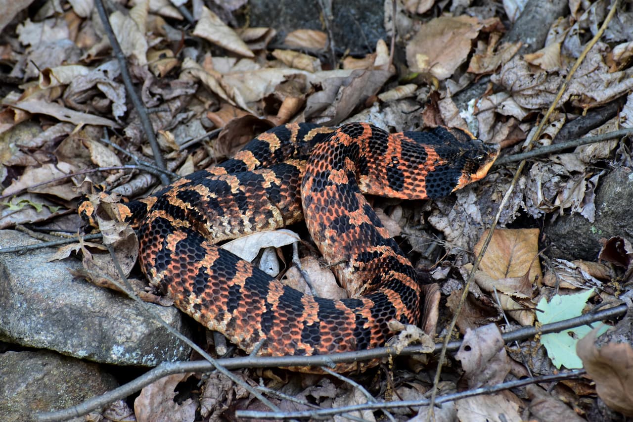 Estas serpientes se distinguen fácilmente por sus hocicos vueltos hacia arriba, pero son de color variable. La nariz de cerdo oriental tiene un color de fondo que puede ser amarillo, gris, marrón, verde o negro, a menudo con un patrón de manchas grandes y rectangulares en la mitad de la espalda que pueden parecerse a manchas oculares.