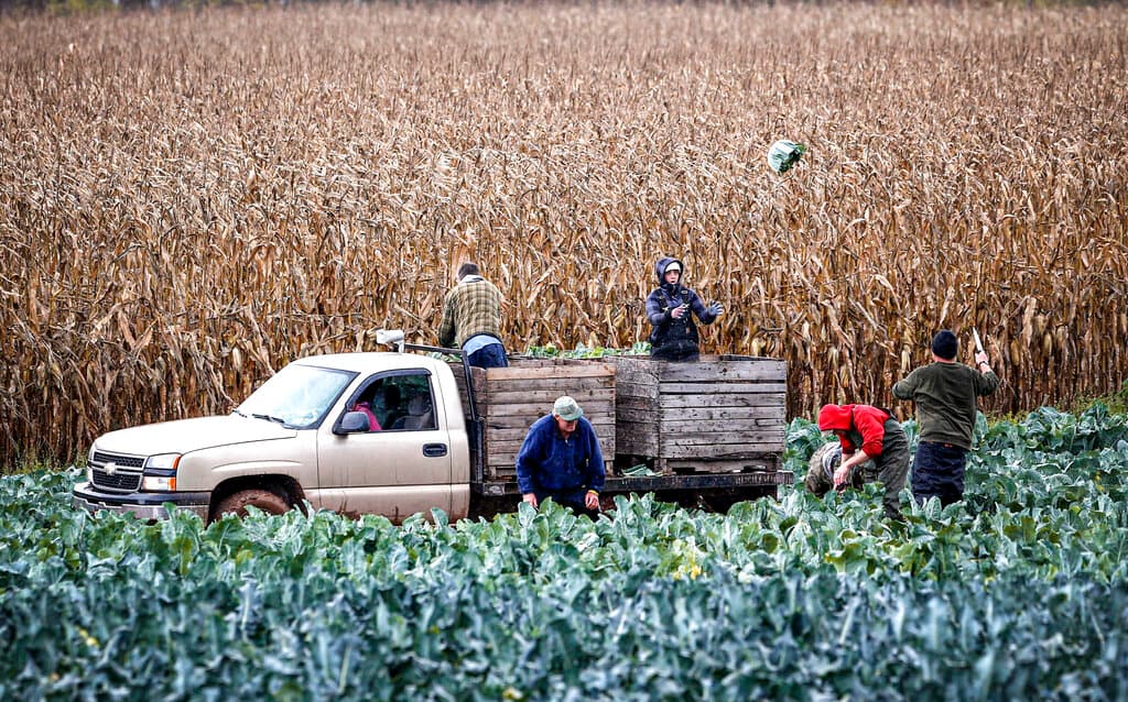 ¿Quién recogerá las cosechas?: Redadas migratorias dejan al campo de Texas sin trabajadores