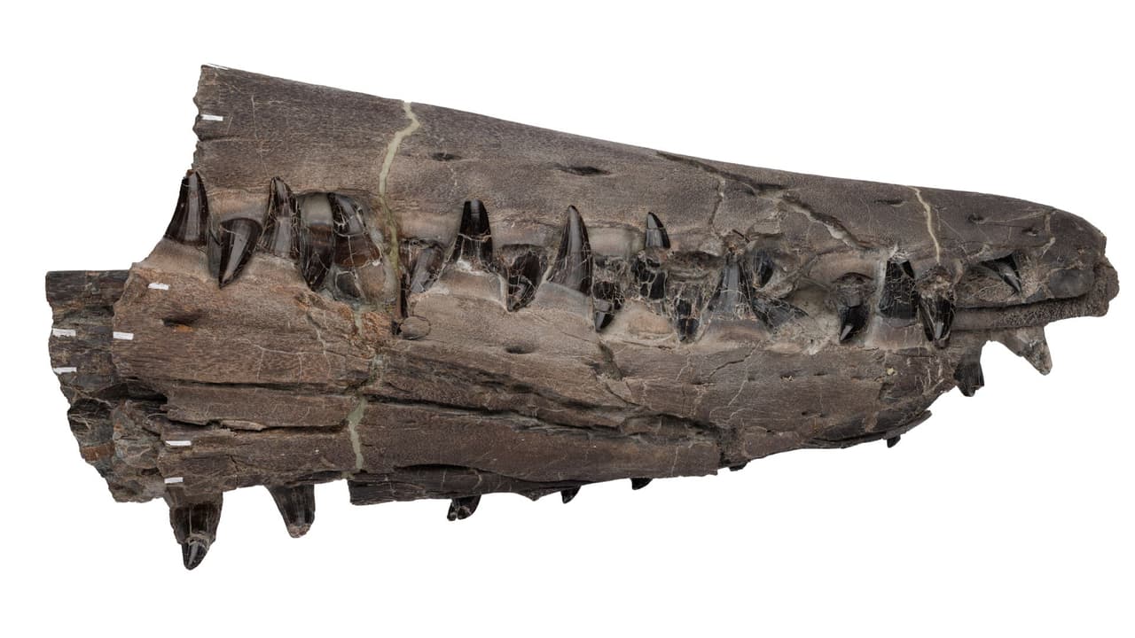 Los dientes fosilizados del Tylosaurus rex muestran por qué este reptil marino era uno de los grandes depredadores del antiguo mar que cubría el norte de Texas.