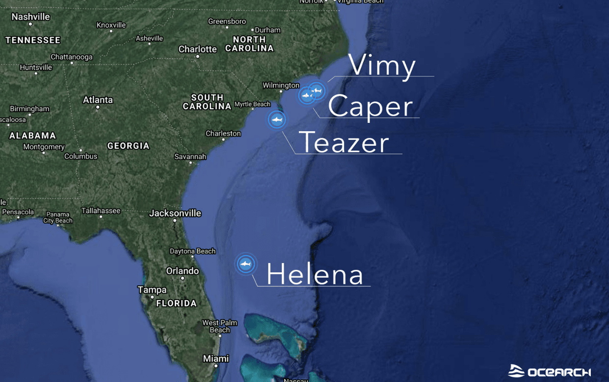 Al menos 4 tiburones, Vimy, Caper, Helena y Teazer; junto a Unama’ki, un tiburón de 2,000 libras, estaban esta semana cercas de las costas de Florida.