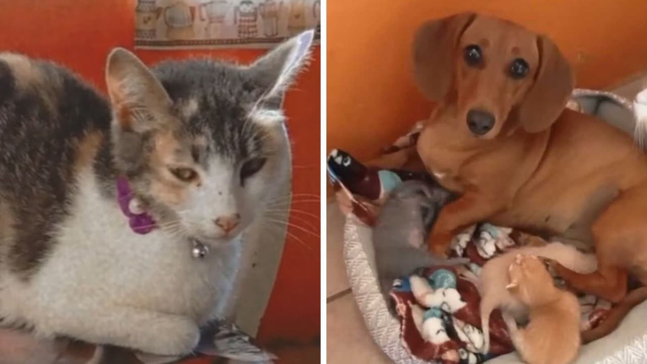 Perrita le “roba" bebés a gatita: los trata como suyos y no quiere dejar de cuidarlos