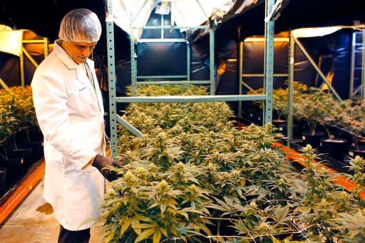 Juan Manuel Rodríguez, inversionista de Natural Ventures, inspecciona plantas de marihuana de Natural Ventures. Los inversionistas de Puerto Rico se han gastado más de 3 millones de dólares para obtener permisos del departamento de salud para cultivar, procesar y vender la marihuana medicinal.