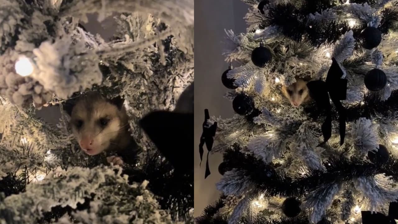 ¿Otro adorno? Mujer descubre extraña criatura viviendo en su árbol de Navidad y se hace viral