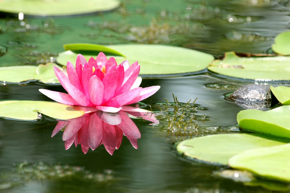 La flor de loto también ha sido llamada el "loto sagrado" o "la rosa del Nilo". Su nombre es Nelumbo nucifera, y tiene unas hojas flotantes además de un fruto con una compleja estructura con varios hoyitos que dan la impresión de ser pequeños ojos.