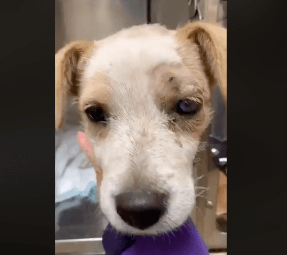 Según la organización Pet Matchmaker Rescue, a Oakley le dispararon tres veces. El rescate se efectuó el miércoles 15 de mayo por la noche, cuando un hombre escuchó disparos fuera de su casa ubicada en Bakersfield, California.