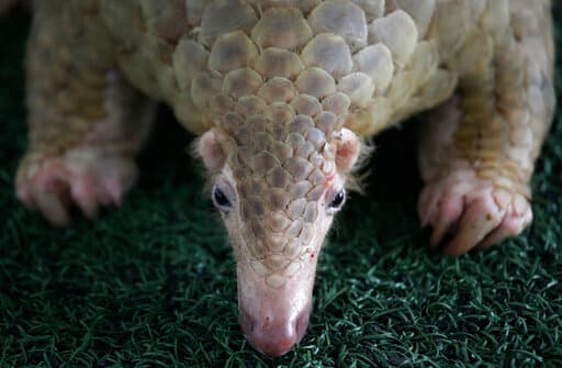 El pangolín es una especie en peligro de extinción.