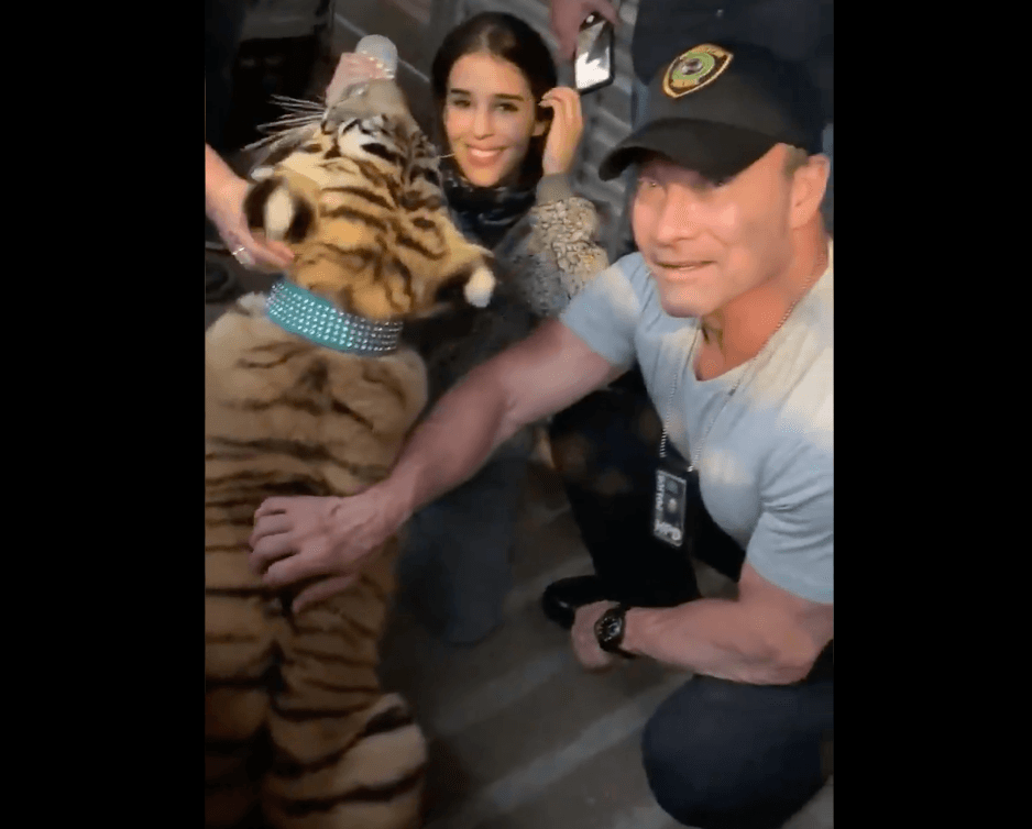 Policía: tigre perdido en Houston fue encontrado y está a salvo