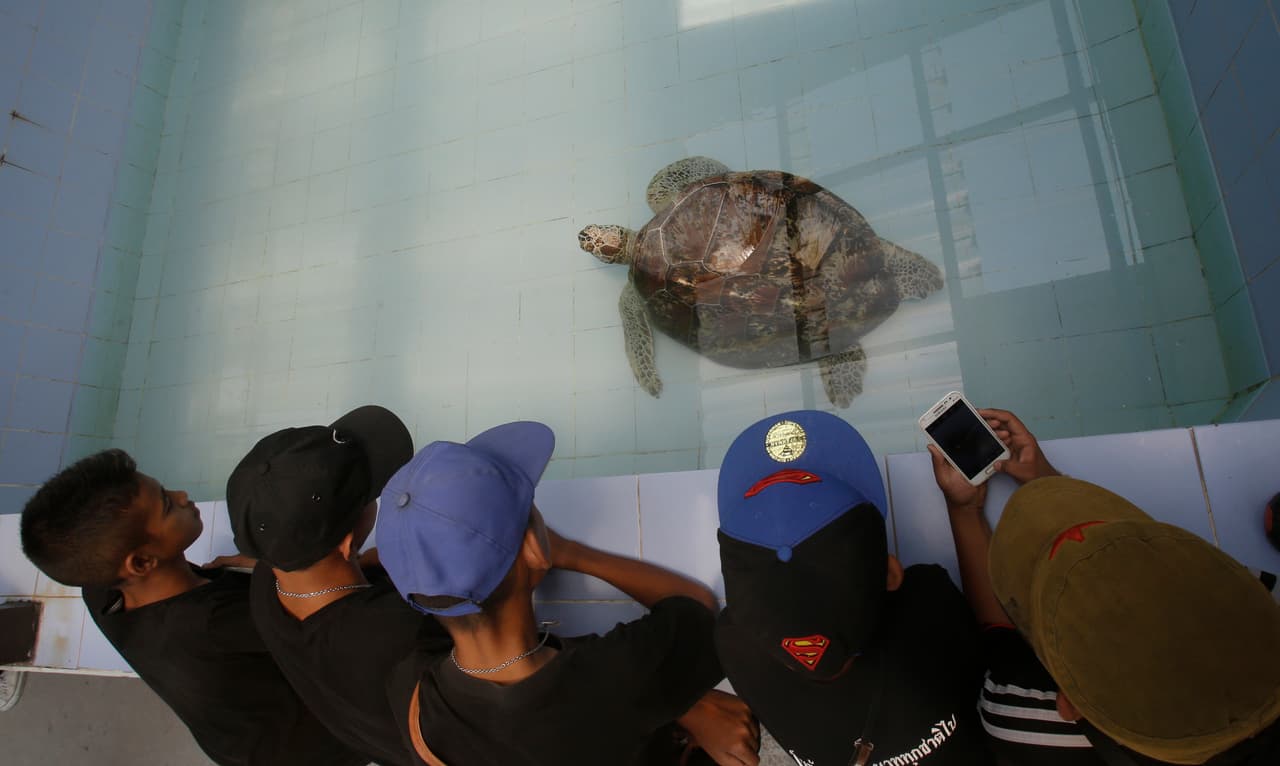 En esta foto sacada el viernes, 3 de marzo de 2017, los jóvenes visitantes ven nadar a la tortuga verde apodada "Alcancía" en una piscina en el Centro de Conservación de Tortugas Marinas en la provincia de Chonburi, Tailandia.