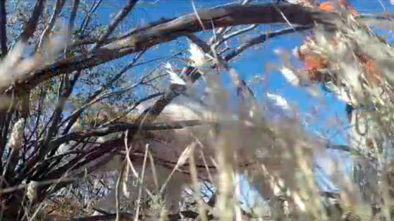 El mejor amigo del hombre entrenado para encontrarlo hasta en la muerte