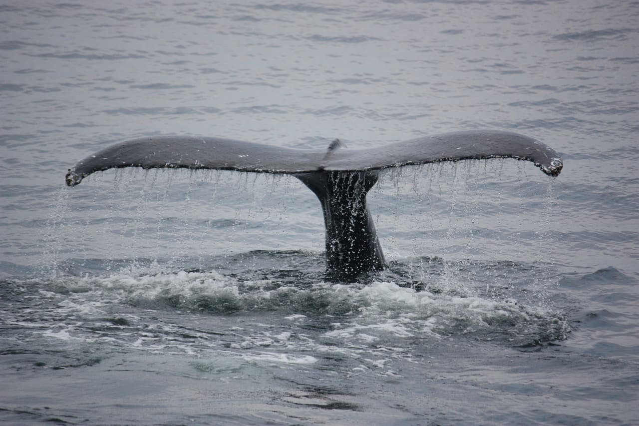 Ballena gris rompe récord tras permanecer 67 días en la bahía de San Francisco