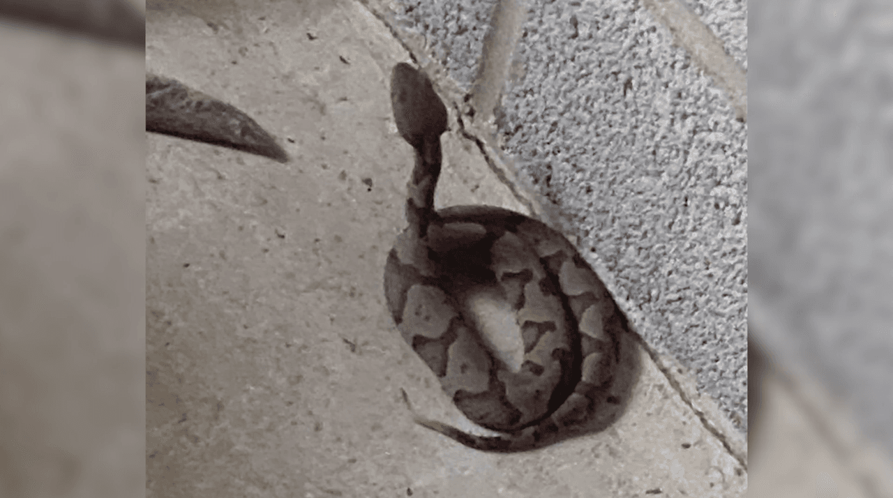 <b>¿Qué podemos hacer cuando veamos a una serpiente? </b>"Lo primero es mantener la calma, lejos de la serpiente. Si está seguro y tiene su cámara puede tomar una foto desde lejos", agregó Beuhler.