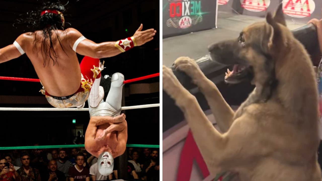 Perrito impresiona en TikTok por ser un fan de la lucha libre: se emocionó con un show en vivo