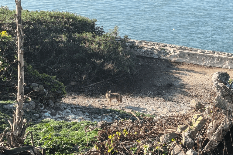 Coyote bate récords: Nada 2 millas para llegar a la isla de Alcatraz