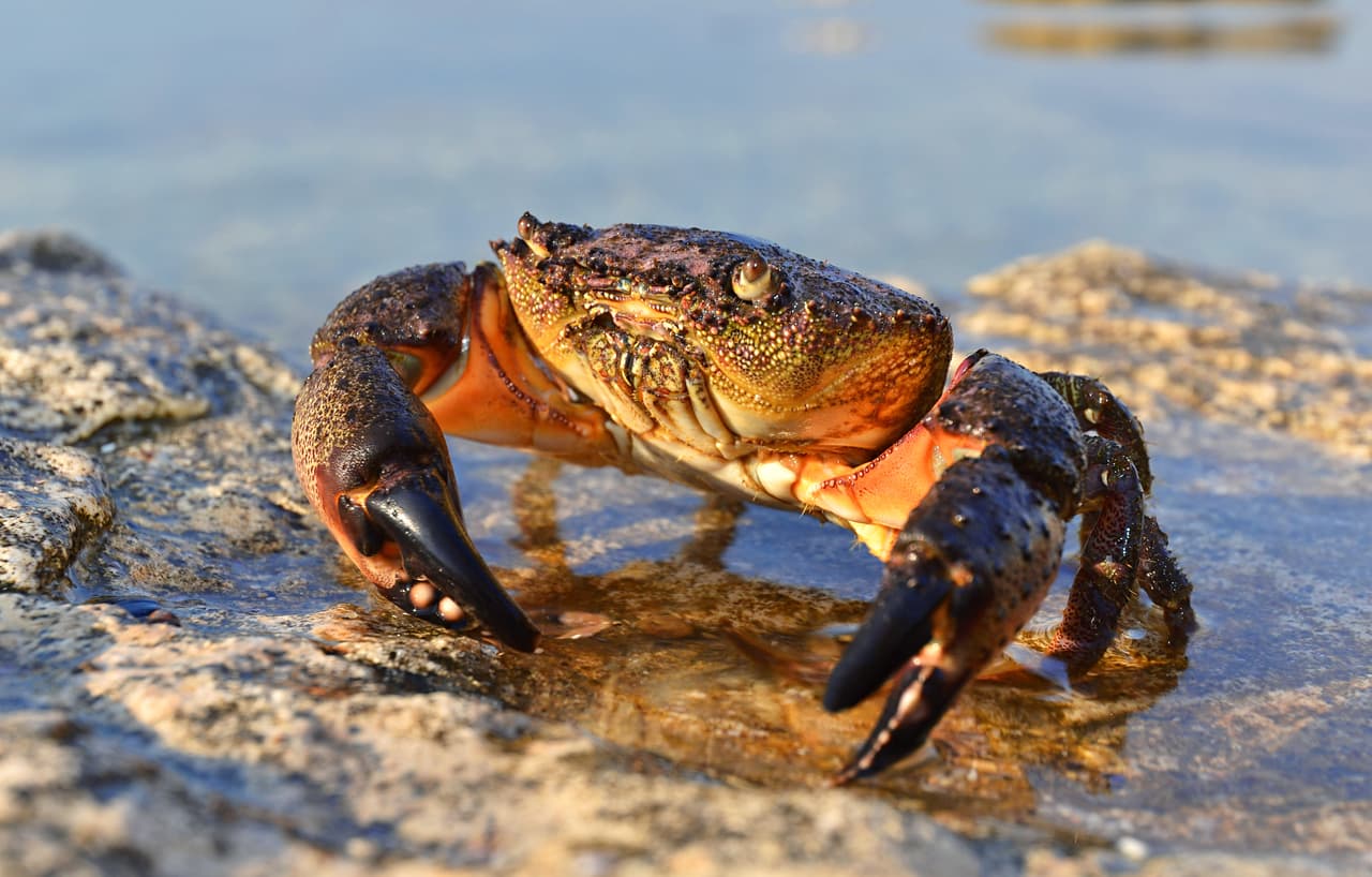 La Comisión de Conservación de Pesca y Vida Silvestre de Florida confirmó el inicio de la temporada de cangrejo de piedra el 15 de octubre, que permanece abierta hasta el 1 de mayo.