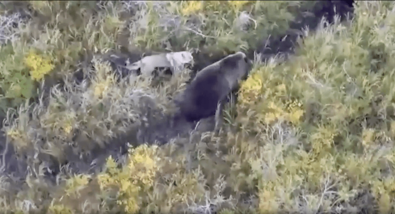 Perro husky convive con osos y así lo captó un dron