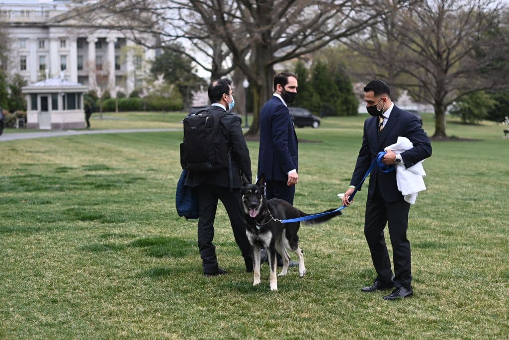 Tras los incidentes de Major, tanto él como Champ volvieron a la Casa Blanca, pero ahora
<b>Willow ya no encontrará a ninguno de los dos:</b> Major está con unos amigos de los Biden y Champ falleció.
