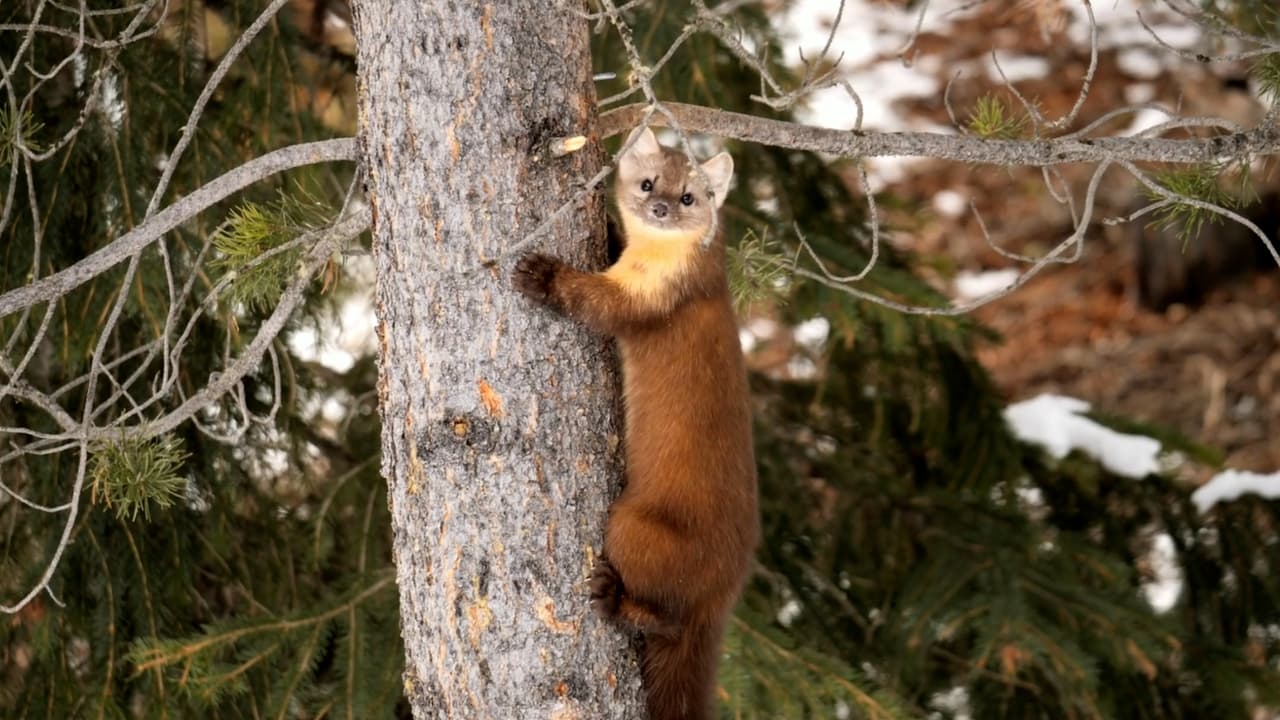 La deforestación y la caza no regulada ayudaron a que el pequeño y peludo animal desapareciera del ecosistema local.