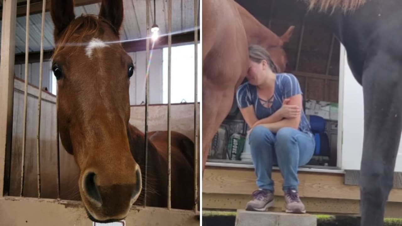 Mujer estaba llorando y recibió consuelo de un caballo: el tierno momento conquistó Internet