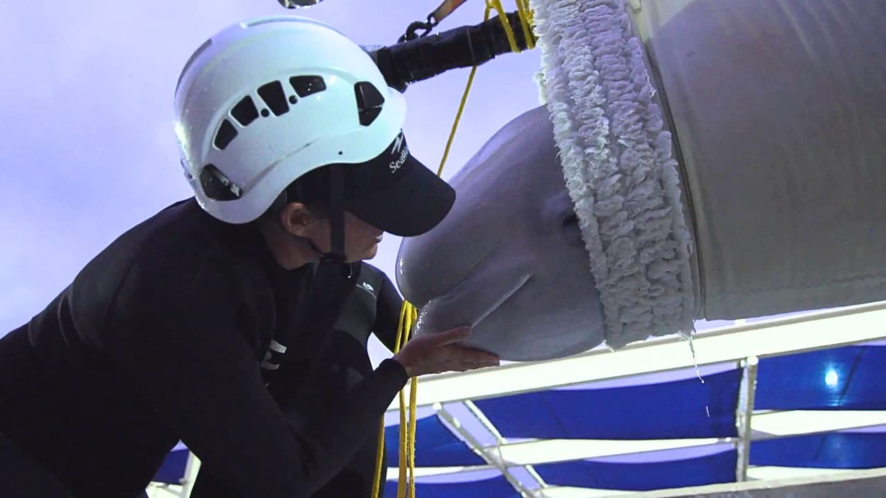 “Este es el número más alto de belugas que han sido reubicadas en un solo viaje y estamos muy contentos de que todo salió bien y que el segundo transporte de este enorme esfuerzo de rescate ya está completo”, dijo Steve Aibel, vice presidente de animales y conservación de SeaWorld San Antonio, quien acompañó a las belugas en los dos viajes.