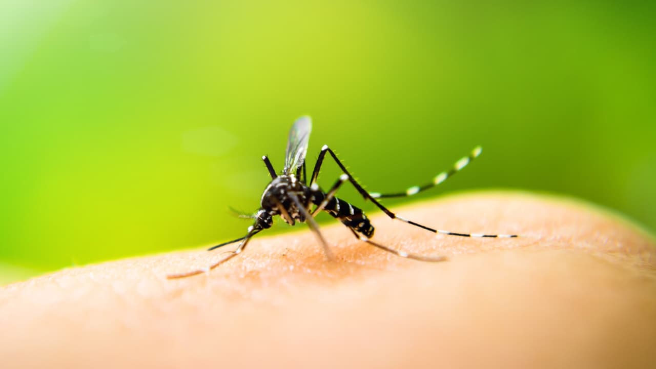 Confirman caso grave del virus del Nilo Occidental en el condado Tarrant, el segundo en el norte de Texas