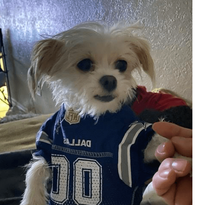 Esta perrita llamada Nanita está luciendo una camiseta de los Cowboy’s de Dallas.